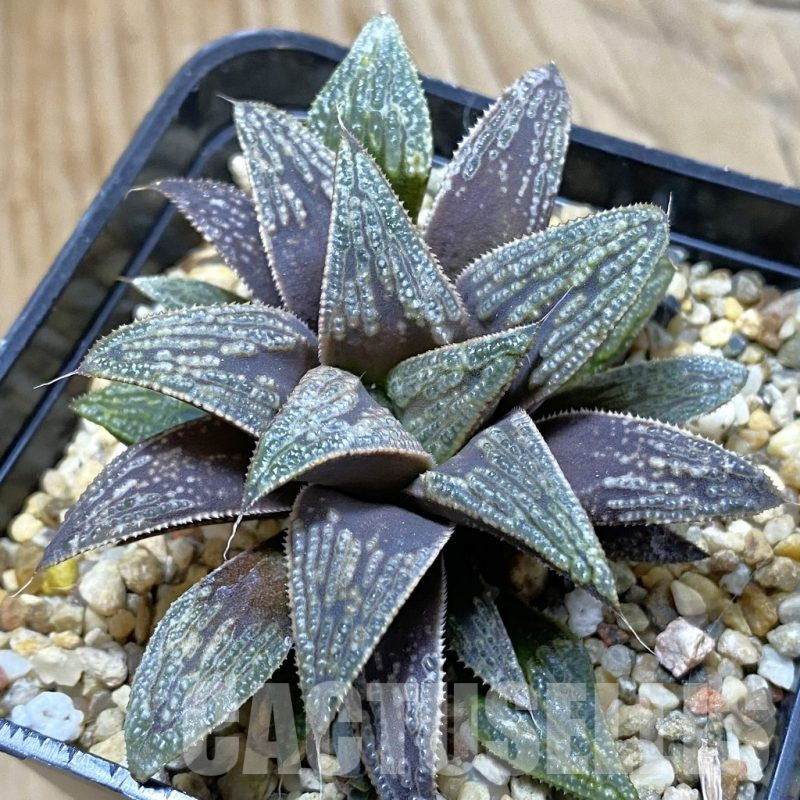 SH14672 Haworthia 'Yuki Keshiki' hybrid