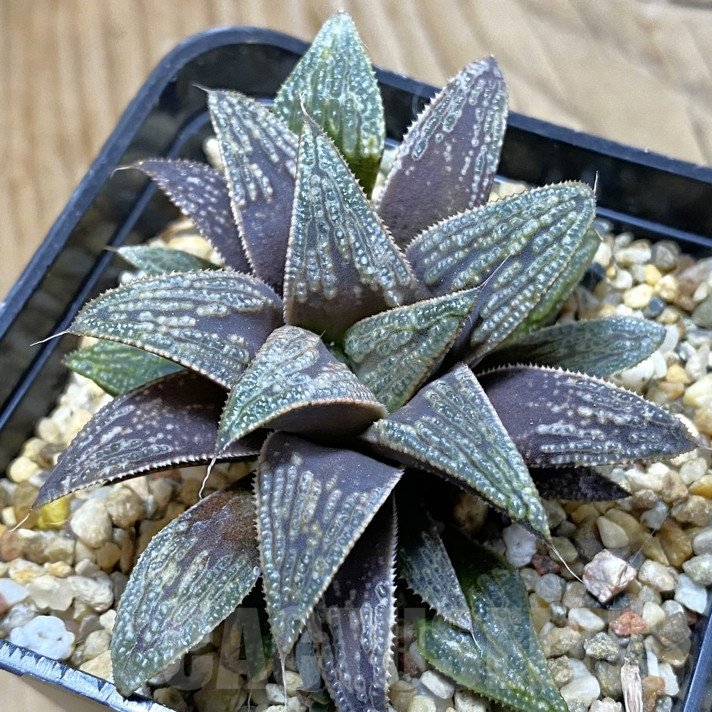 SH14672 Haworthia 'Yuki Keshiki' hybrid