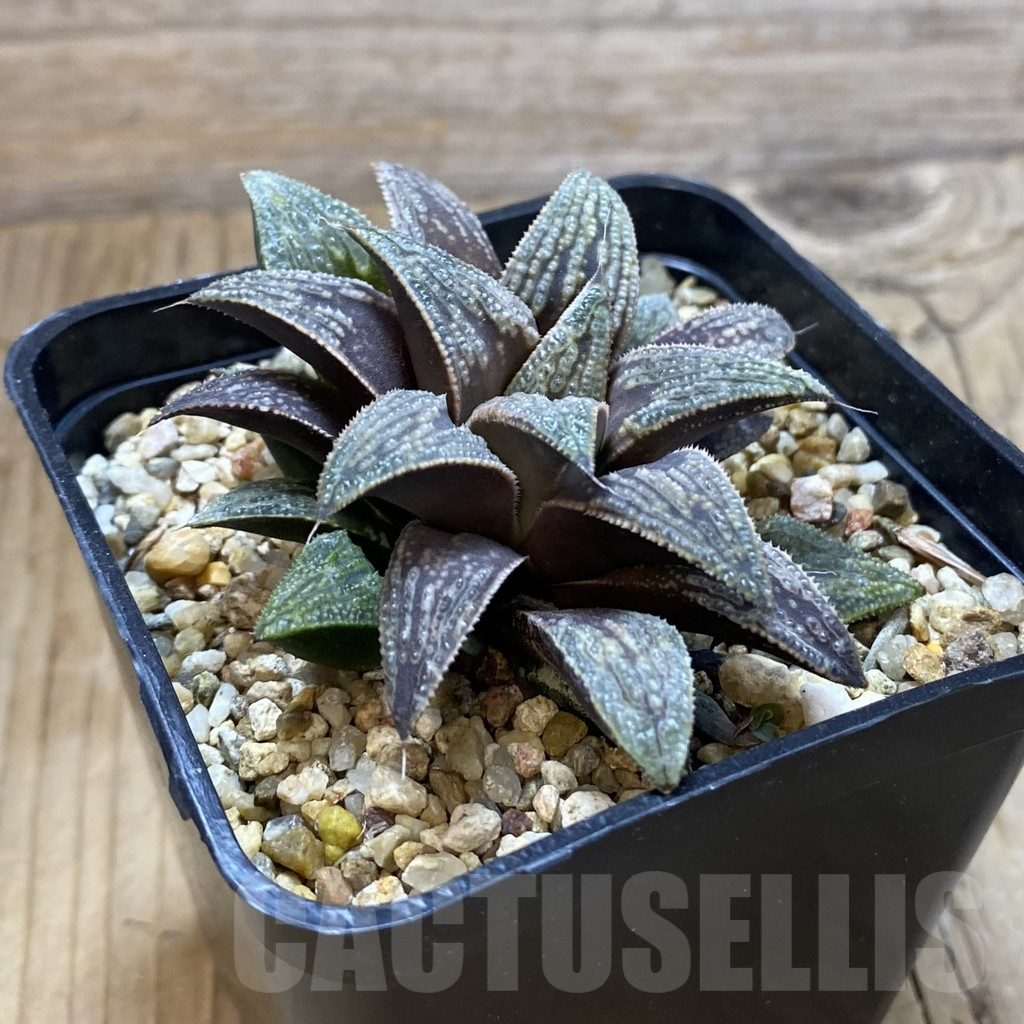 SH14672 Haworthia 'Yuki Keshiki' hybrid - Image 2