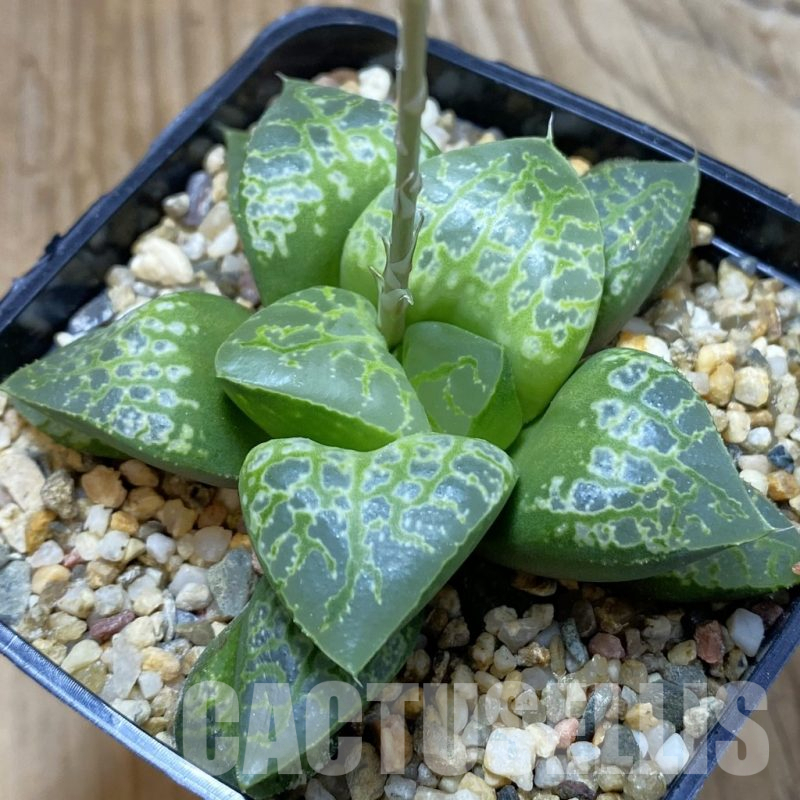 SH14673 Haworthia 'Kamen Butokai'