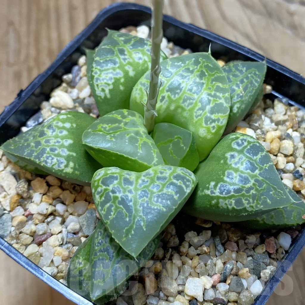 SH14673 Haworthia 'Kamen Butokai'