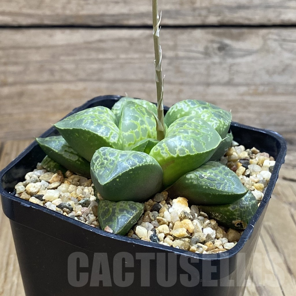 SH14673 Haworthia 'Kamen Butokai' - Image 2