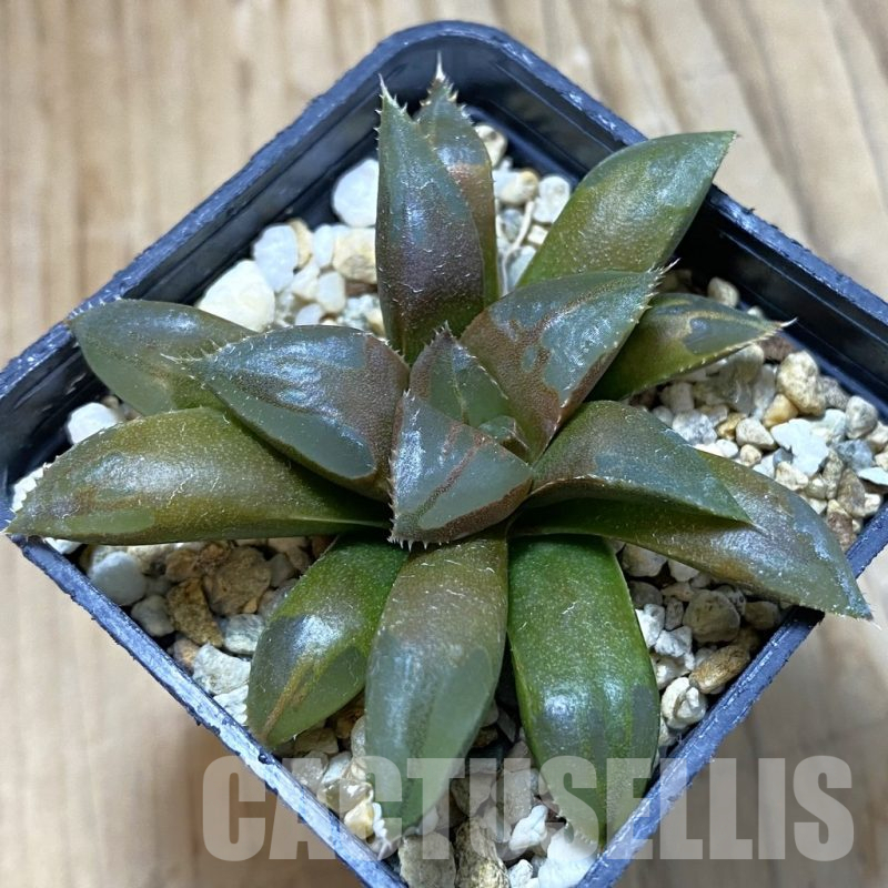 SH14674 Haworthia mirabilis 'Mundula'