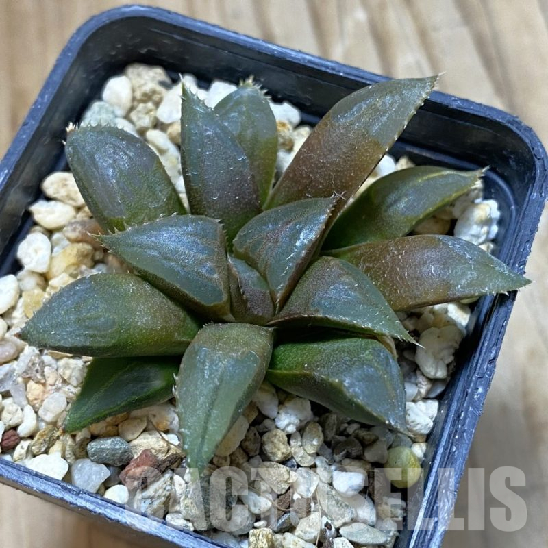 SH14675 Haworthia mirabilis 'Mundula'