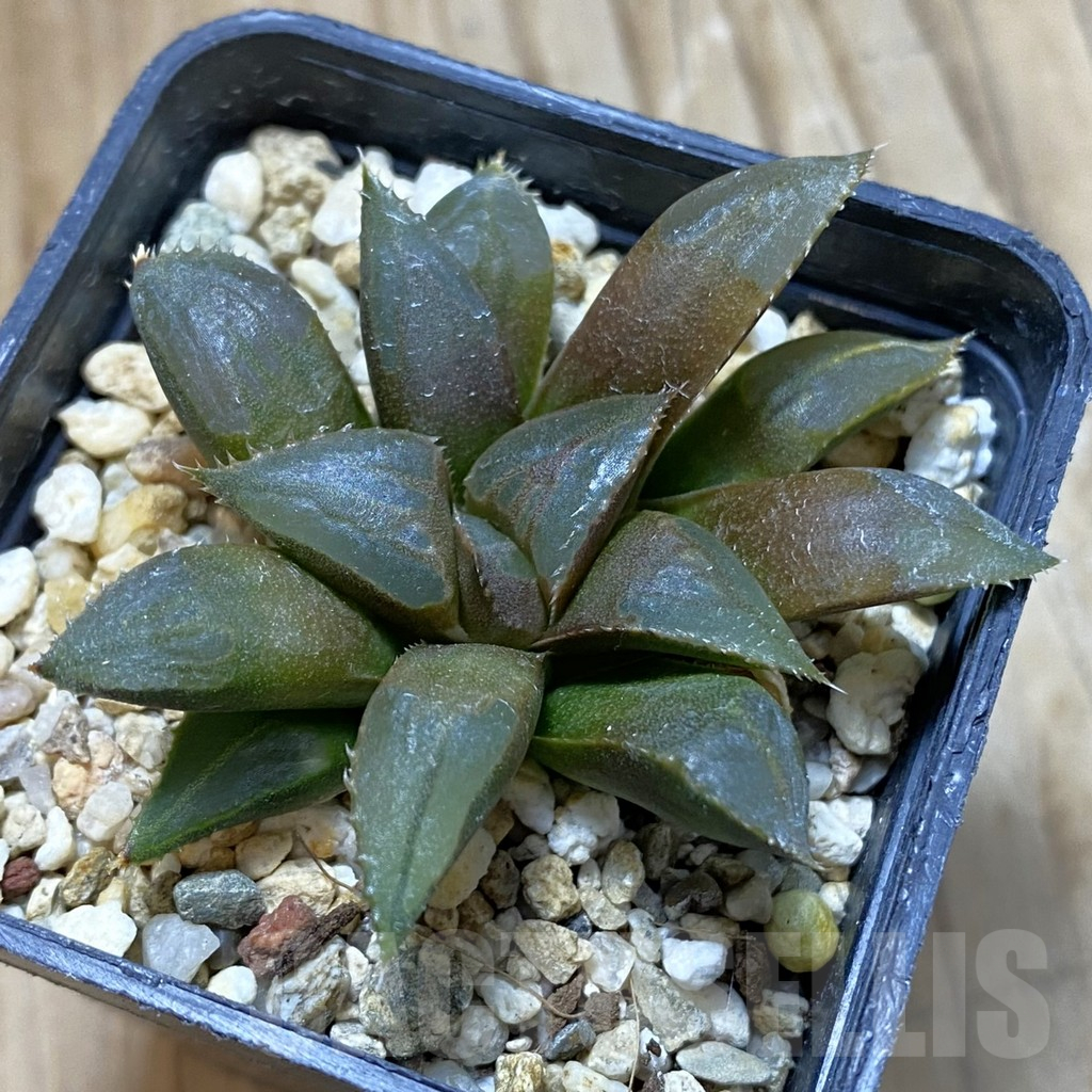 SH14675 Haworthia mirabilis 'Mundula'