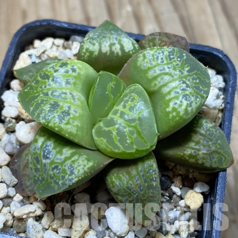 SH14676 Haworthia 'Kamen Butokai'