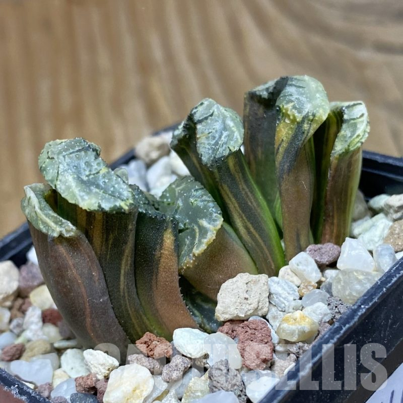 SH14744 Haworthia truncata f. variegata -Japan-