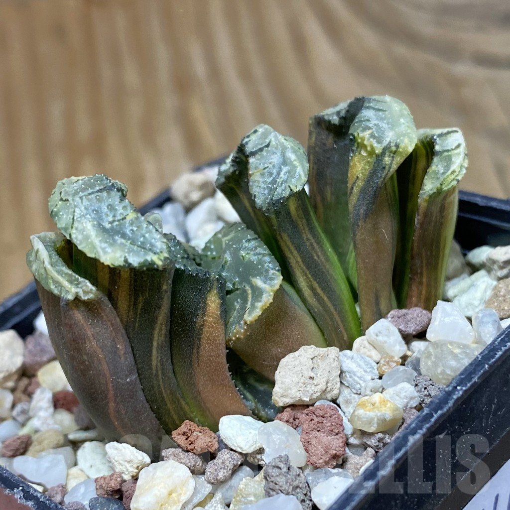 SH14744 Haworthia truncata f. variegata -Japan-