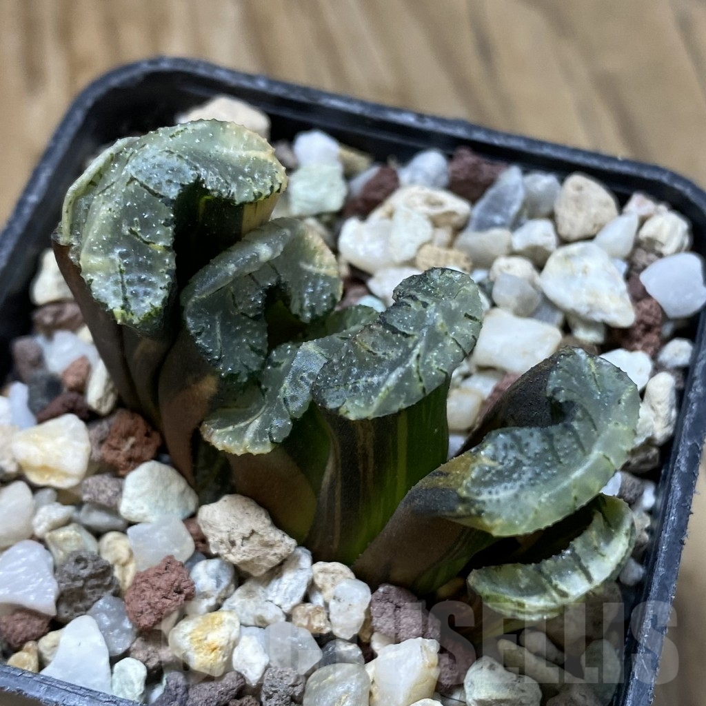 SH14744 Haworthia truncata f. variegata -Japan- - Imagen 2