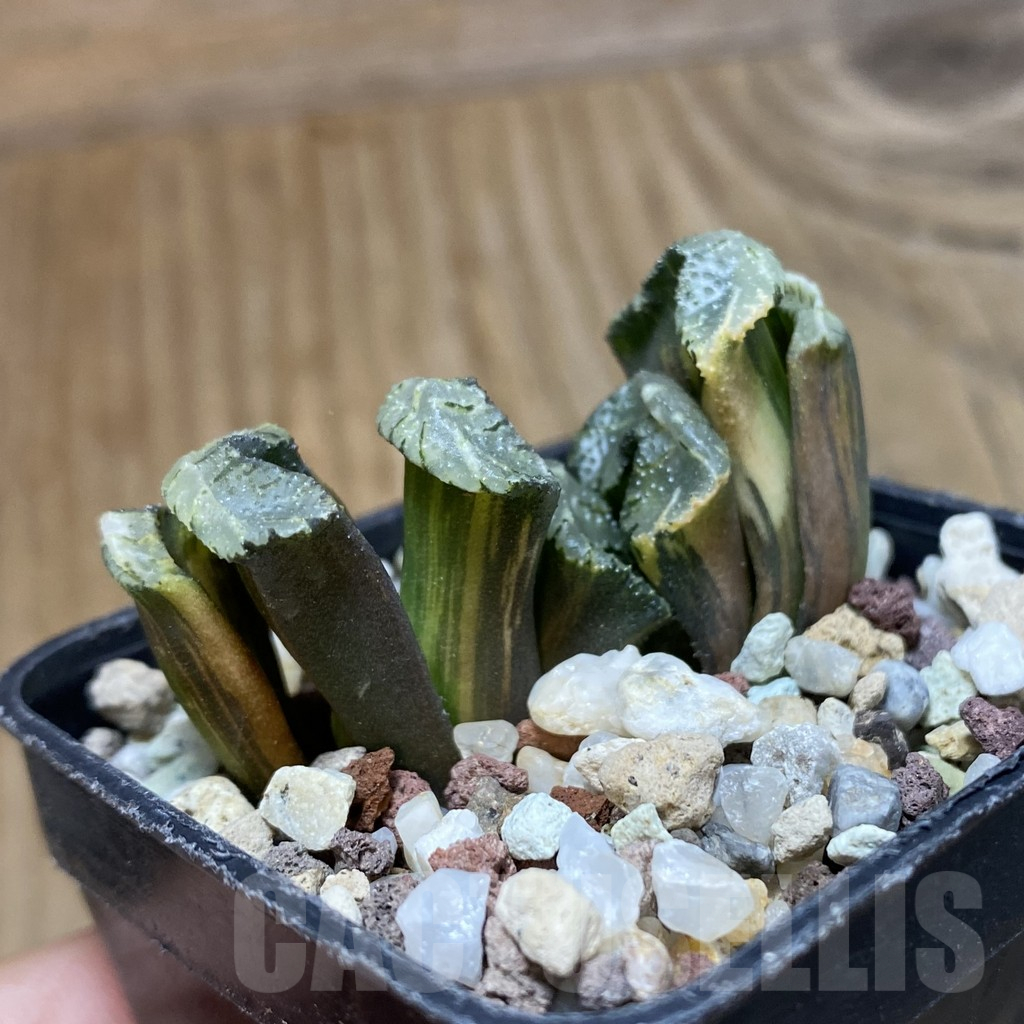 SH14744 Haworthia truncata f. variegata -Japan- - Imagen 3