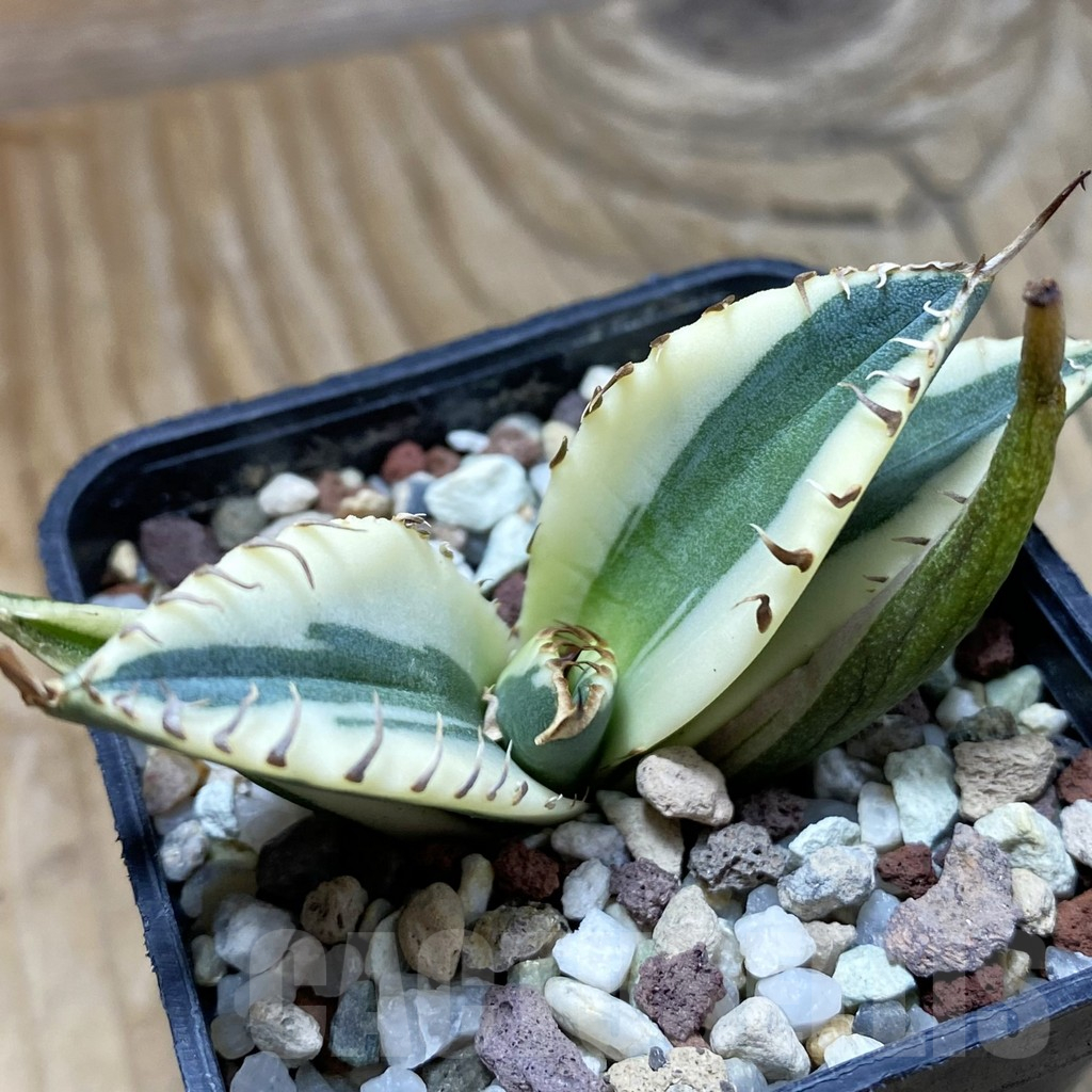 SH14716 Agave titanota f. variegata ‘Snaggle Tooth’