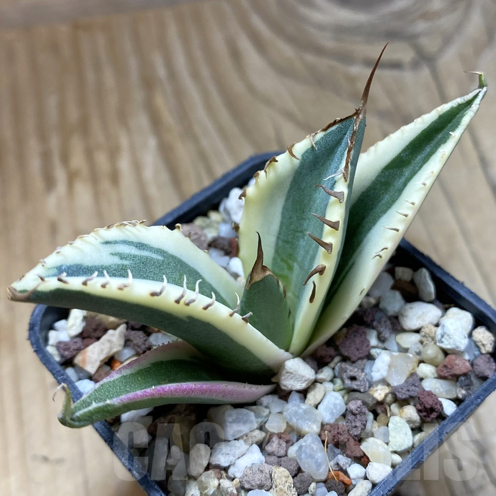 SH14717 Agave titanota f. variegata ‘Snaggle Tooth’