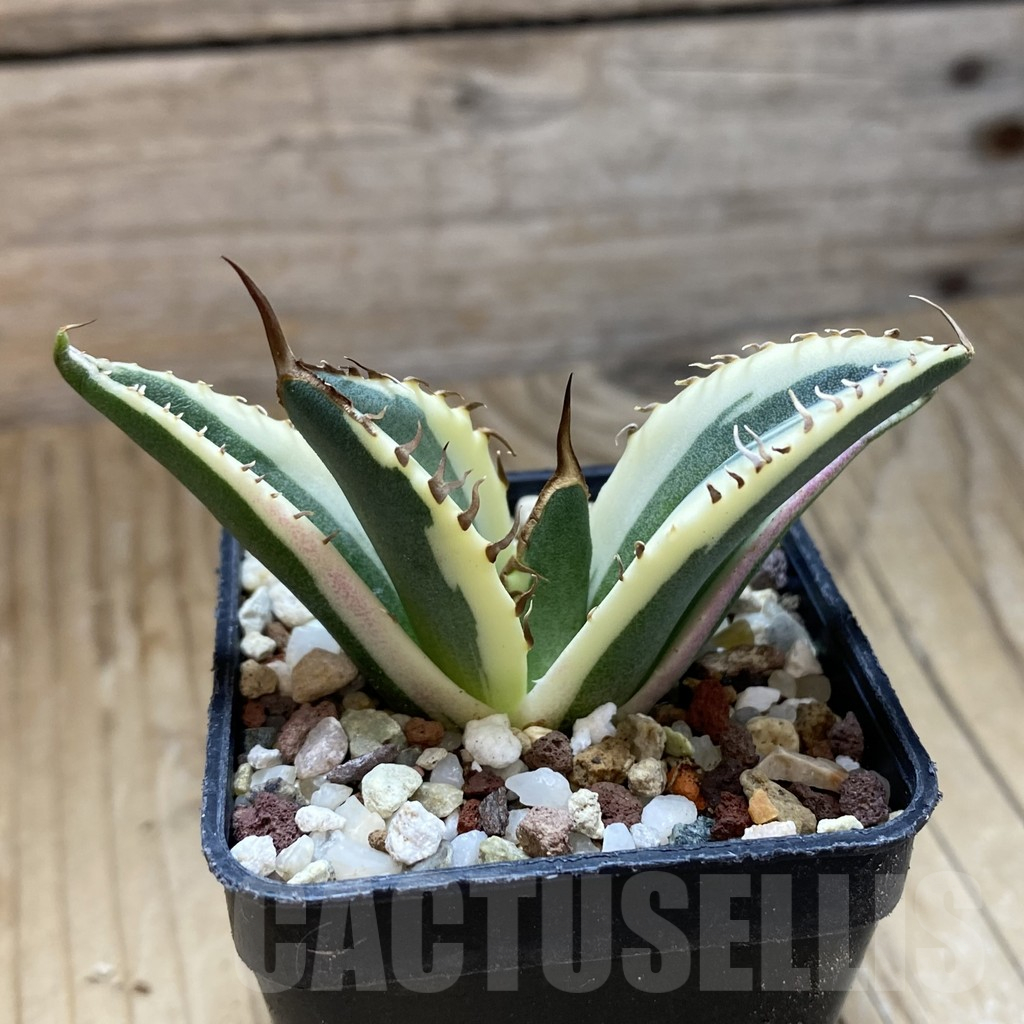 SH14717 Agave titanota f. variegata ‘Snaggle Tooth’ - Image 2
