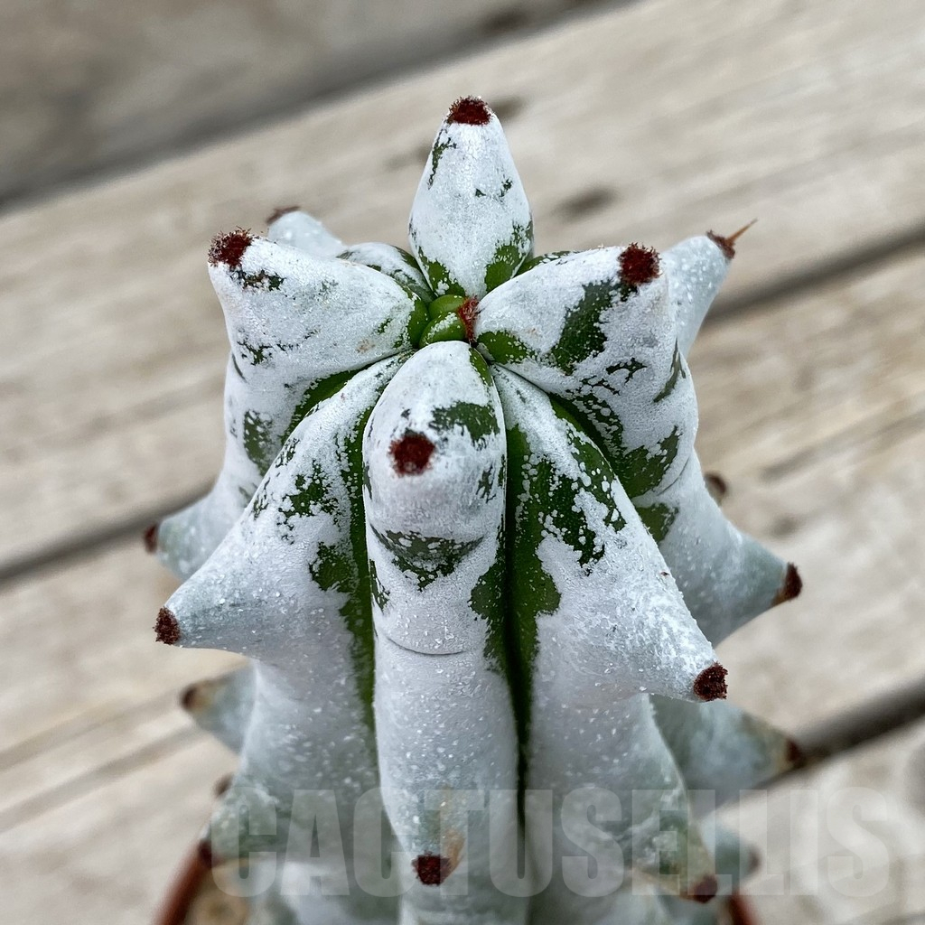 SH14761 Stenocereus beneckei