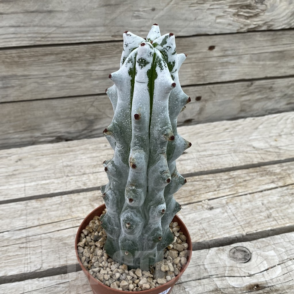 SH14761 Stenocereus beneckei - Image 2