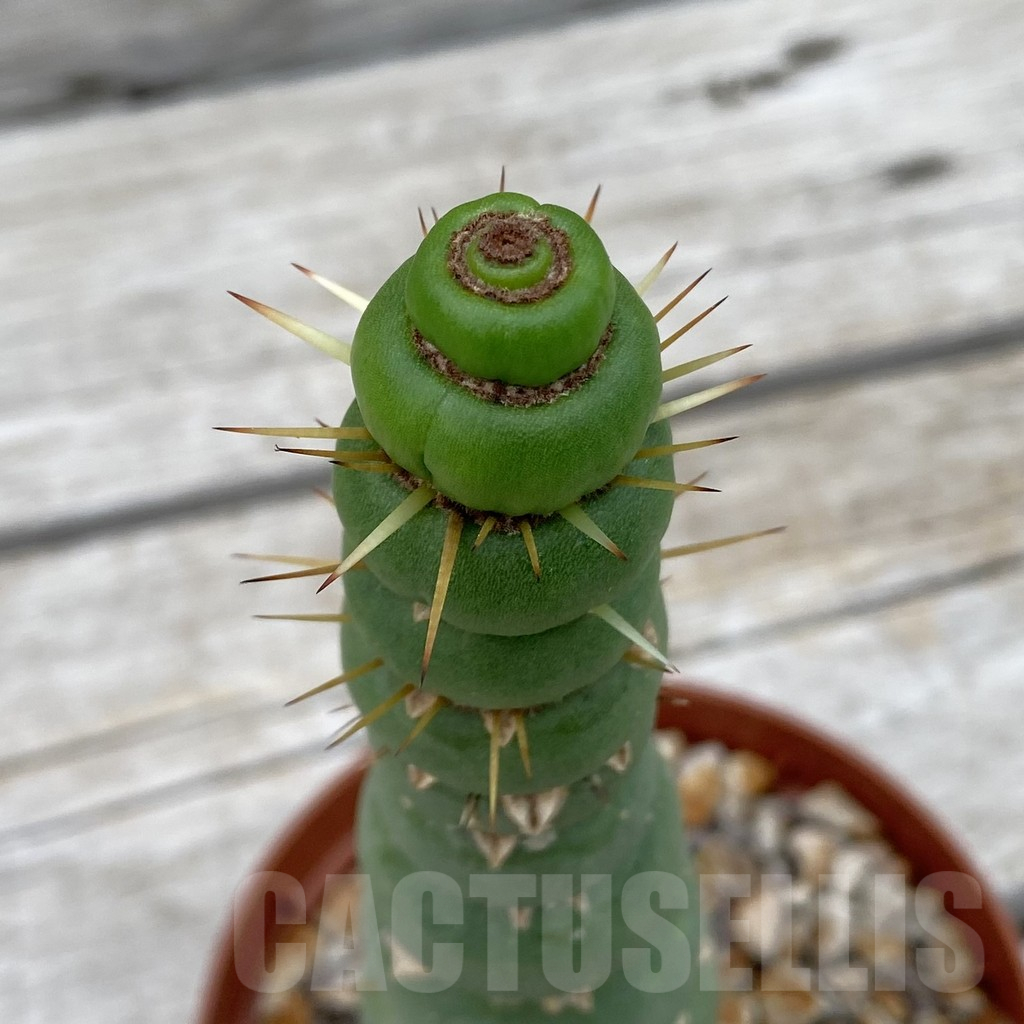 SH14762 Eulychnia castanea 'Spiralis'