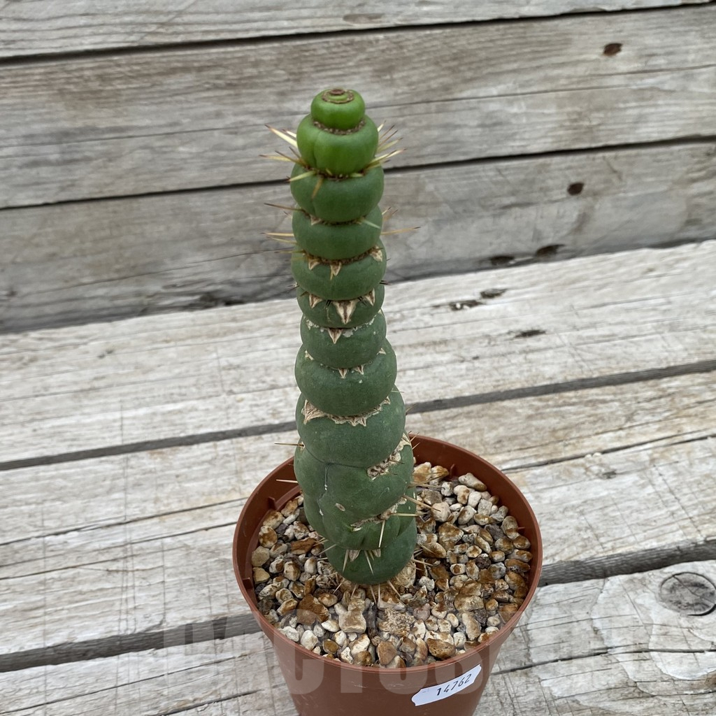 SH14762 Eulychnia castanea 'Spiralis' - Image 2