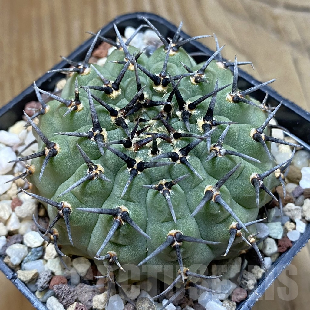 SH14718 Gymnocalycium bodenbenderianum -black spine-Japan