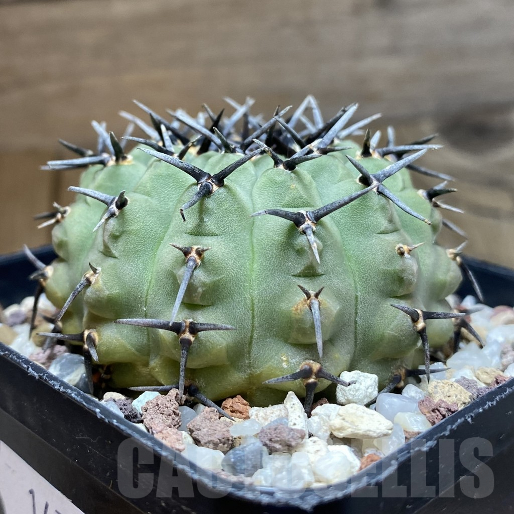SH14718 Gymnocalycium bodenbenderianum -black spine-Japan - Image 2