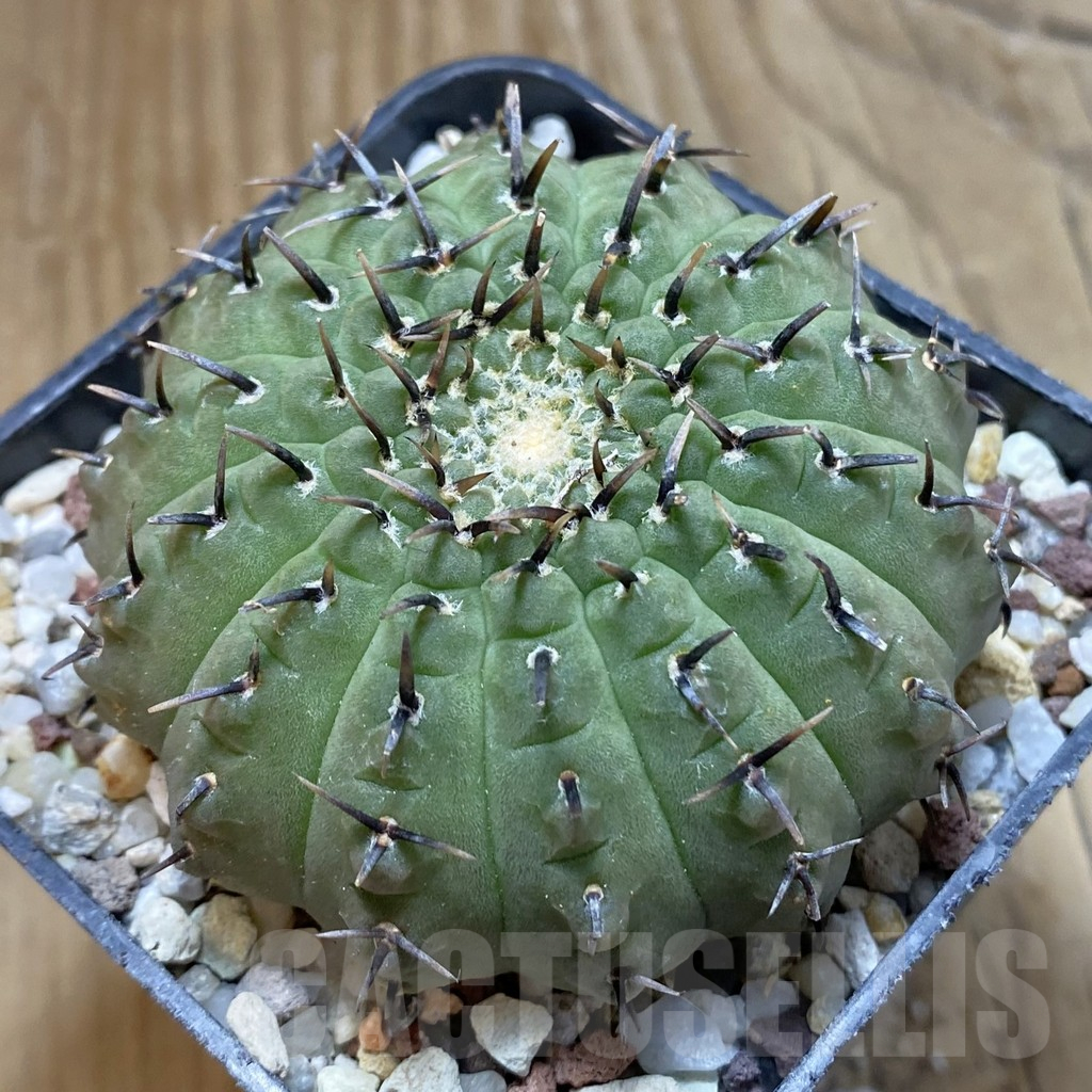SH14720 Gymnocalycium bodenbenderianum -black spine-Japan