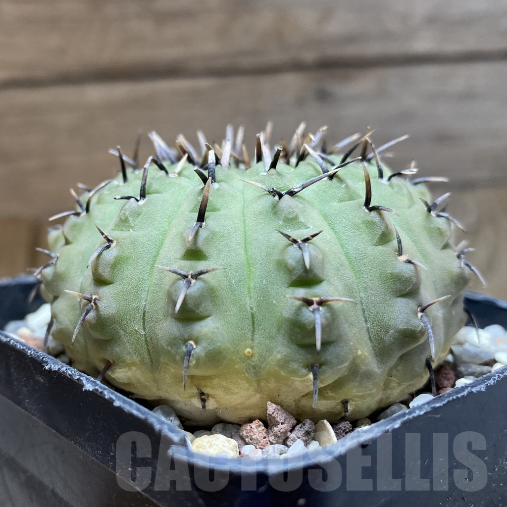 SH14720 Gymnocalycium bodenbenderianum -black spine-Japan - Зображення 2