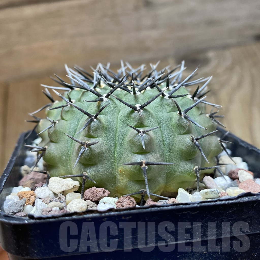 SH14721 Gymnocalycium bodenbenderianum -black spine-Japan - immagine 2