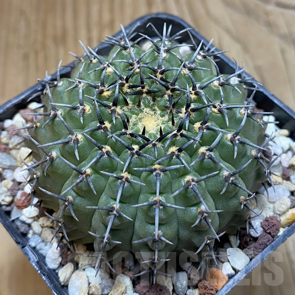SH14722 Gymnocalycium bodenbenderianum -black spine-Japan