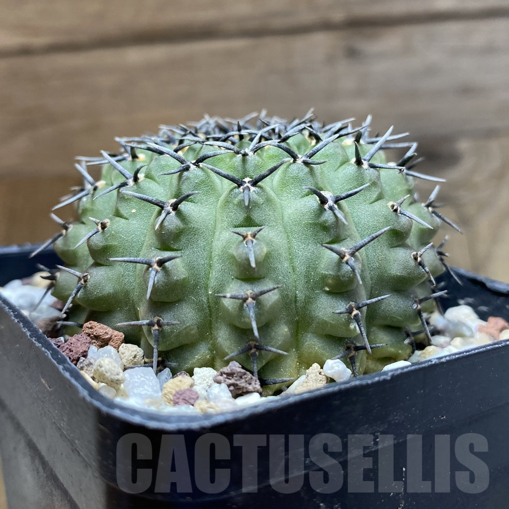 SH14722 Gymnocalycium bodenbenderianum -black spine-Japan - Image 2