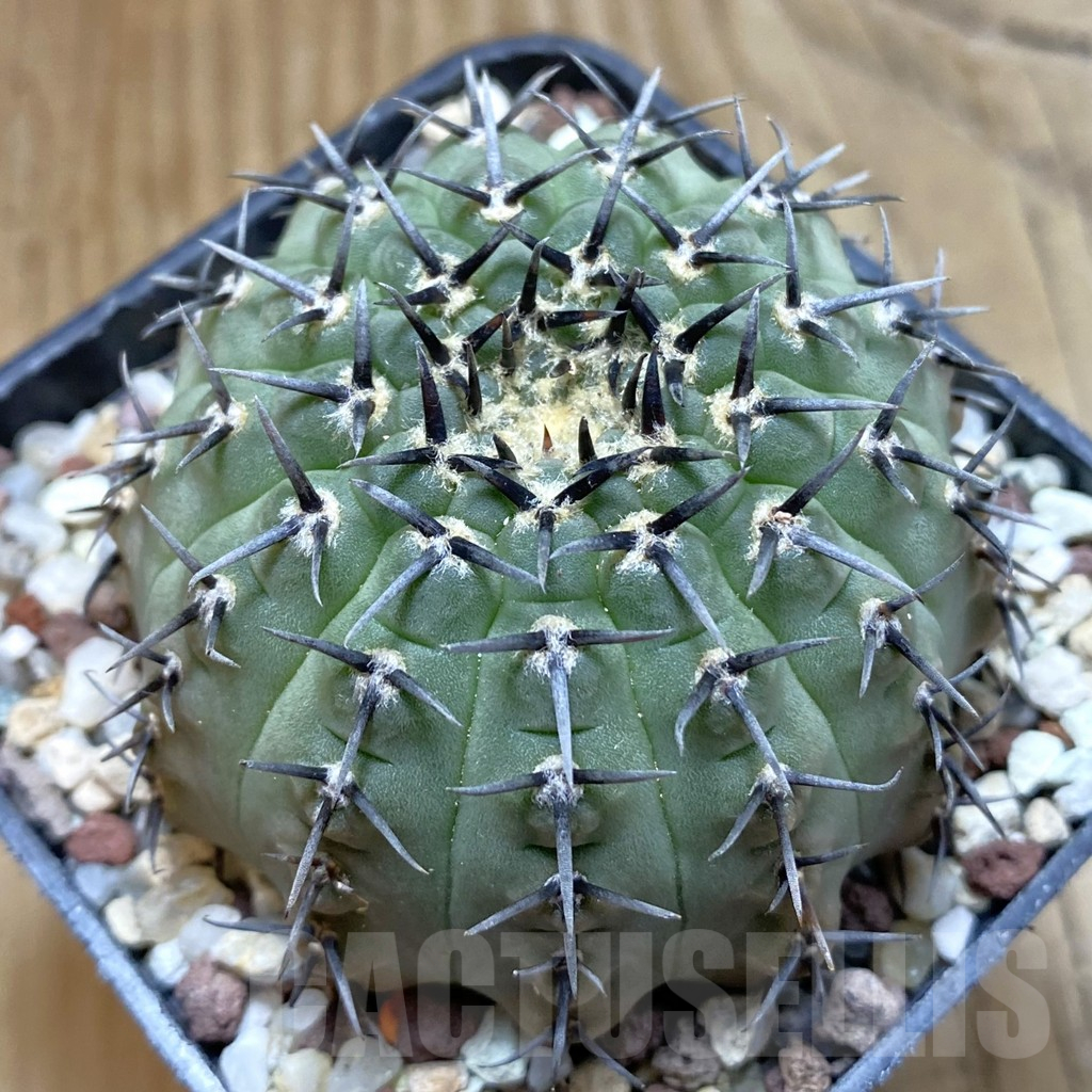 SH14723 Gymnocalycium bodenbenderianum -black spine-Japan