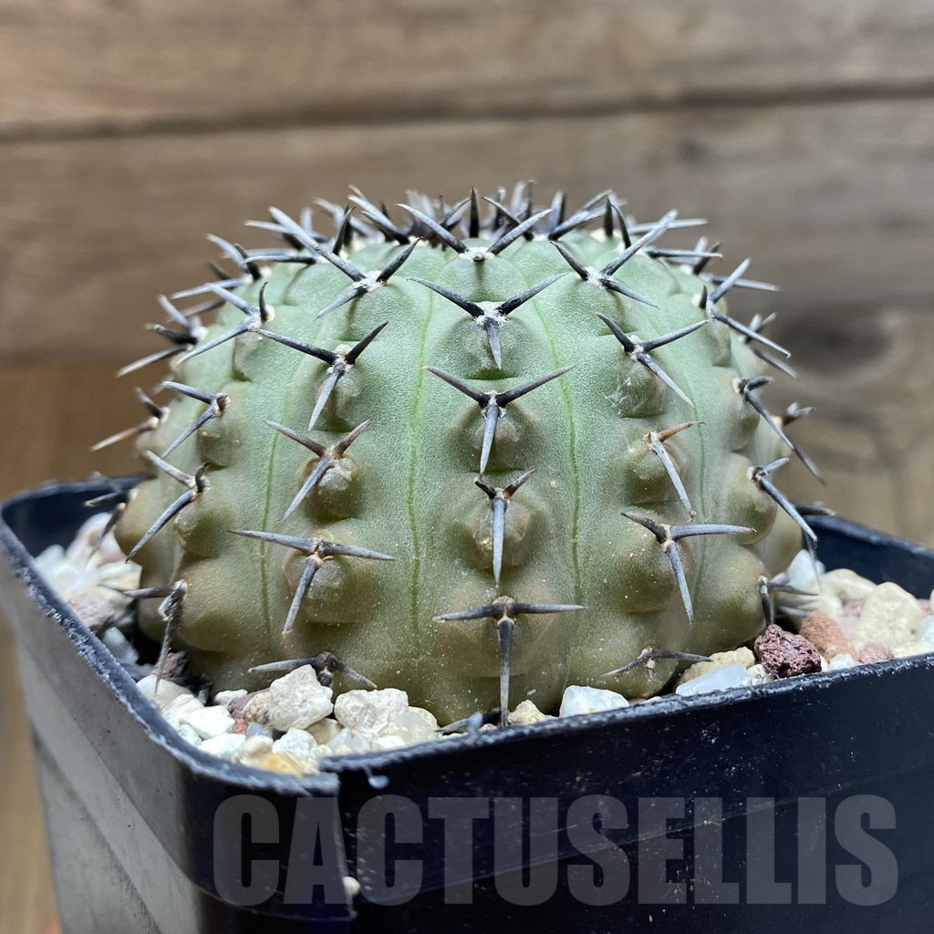 SH14723 Gymnocalycium bodenbenderianum -black spine-Japan - immagine 2