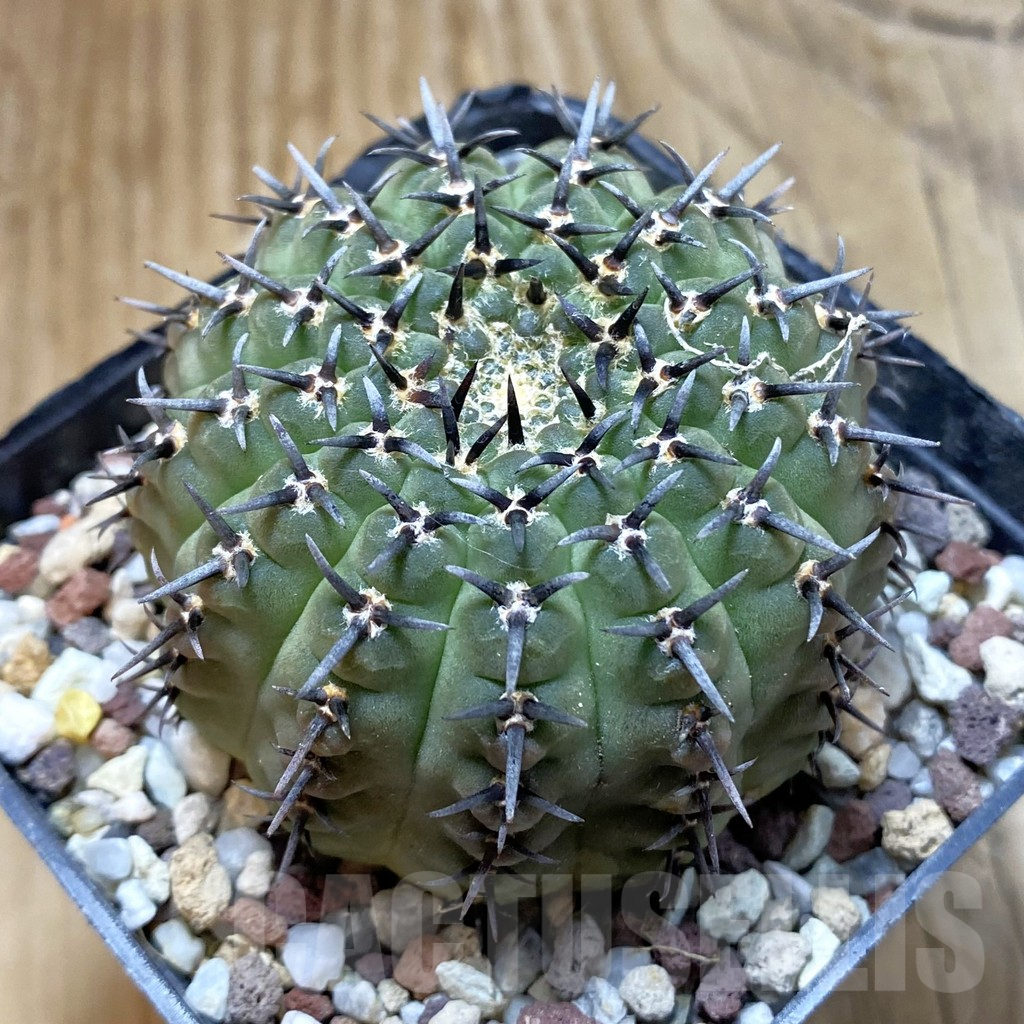 SH14724 Gymnocalycium bodenbenderianum -black spine-Japan