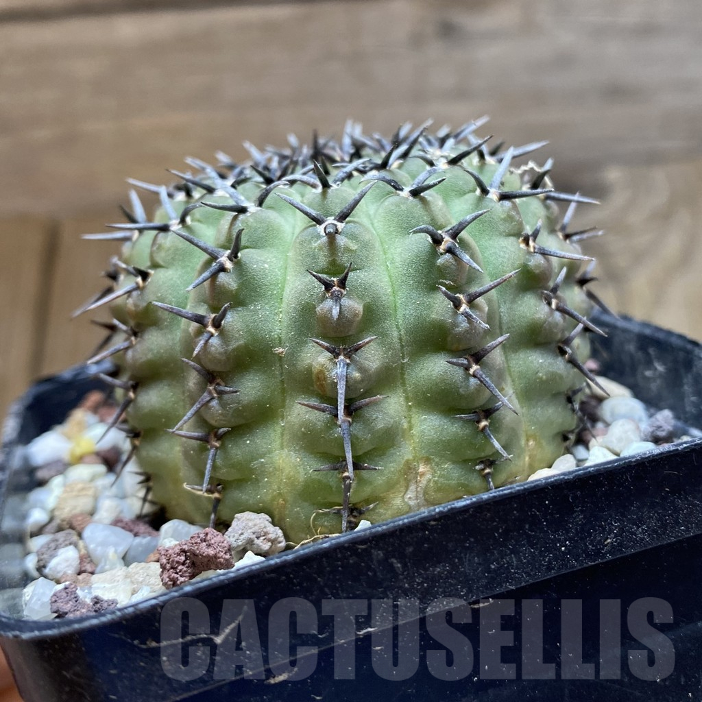 SH14724 Gymnocalycium bodenbenderianum -black spine-Japan - immagine 2