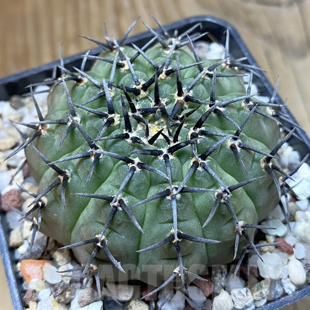SH14725 Gymnocalycium bodenbenderianum -black spine-Japan