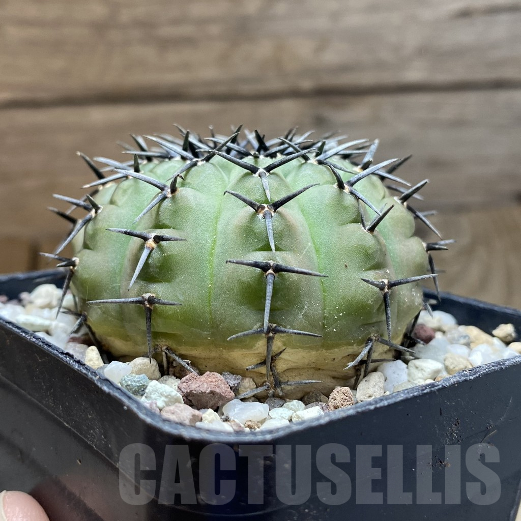 SH14725 Gymnocalycium bodenbenderianum -black spine-Japan - Image 2