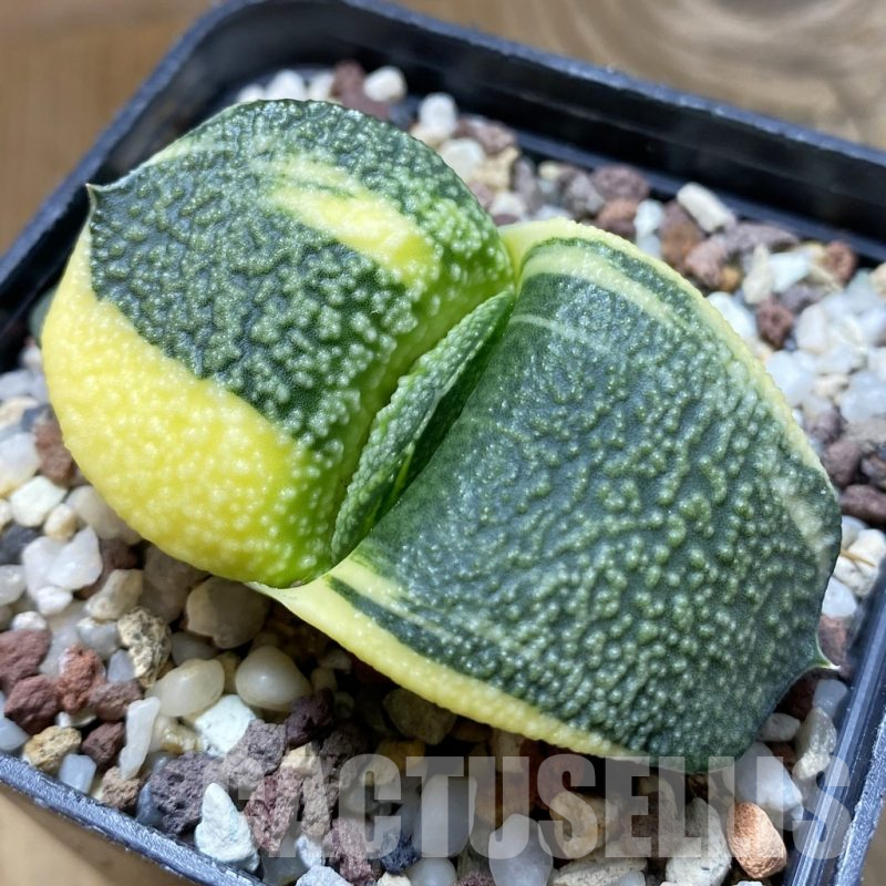 SH14728 Gasteria armstrongii f. variegata