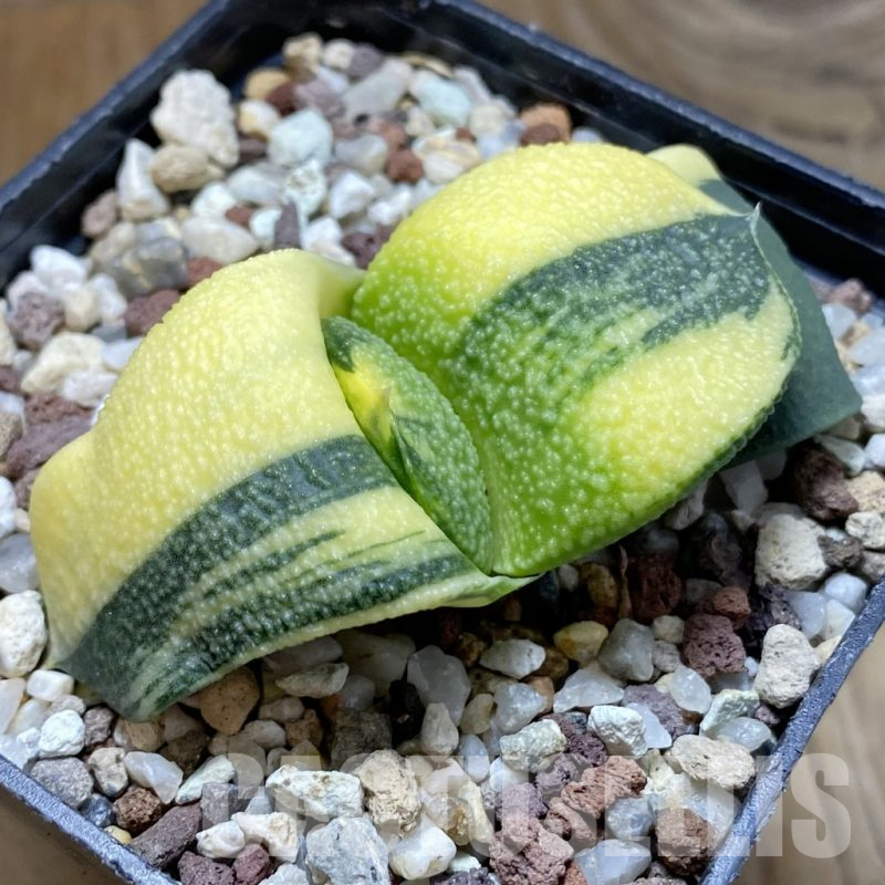 SH14729 Gasteria armstrongii f. variegata