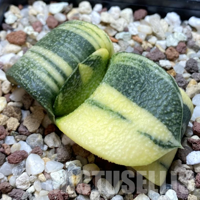 SH14730 Gasteria armstrongii f. variegata