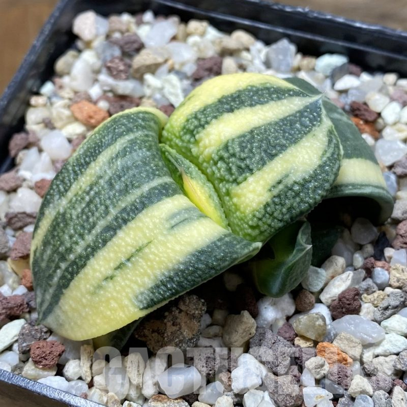 SH14731 Gasteria armstrongii f. variegata