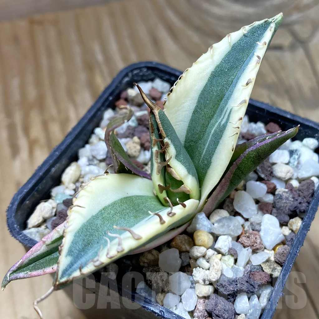 SH14715 Agave titanota f. variegata ‘Snaggle Tooth’
