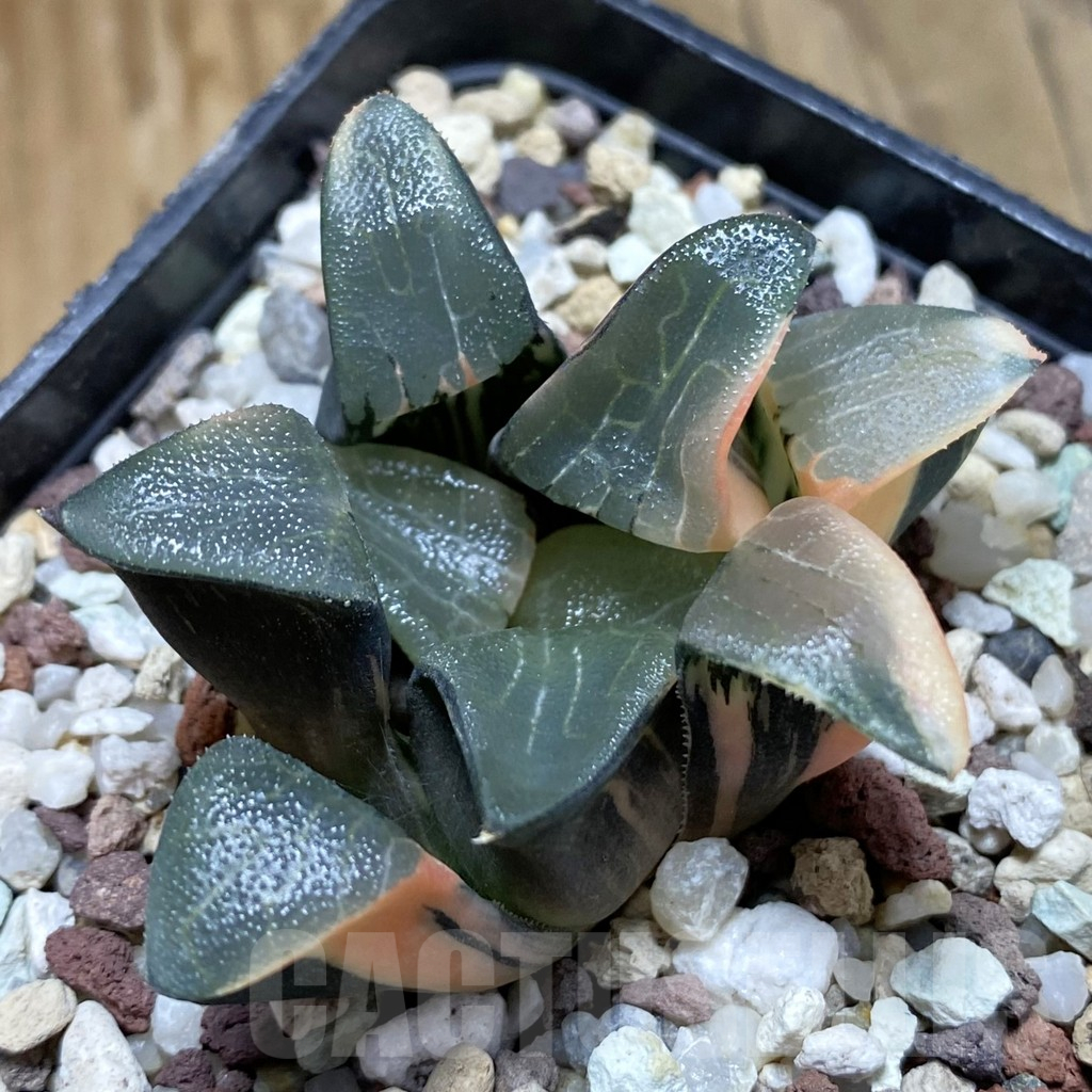 SH14739 Haworthia bayeri f. variegata