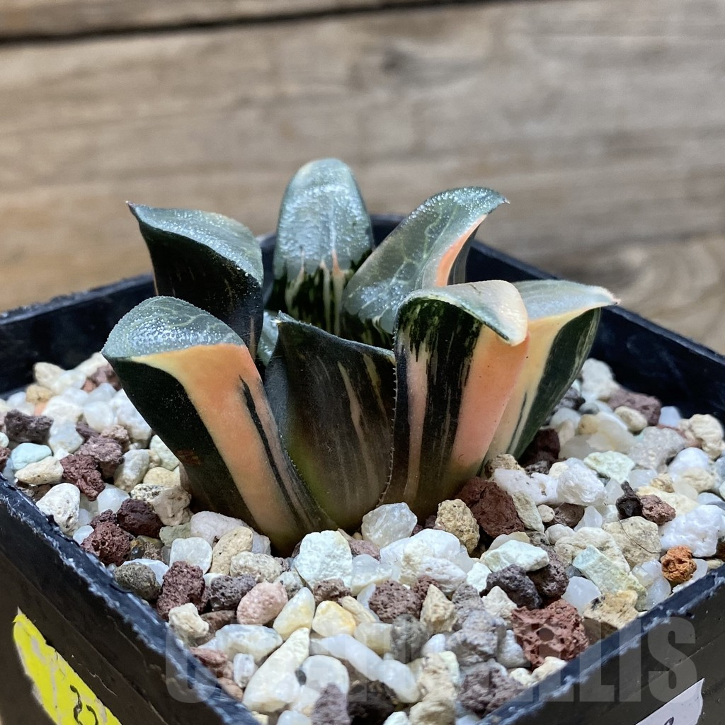 SH14739 Haworthia bayeri f. variegata - Obrázek 2