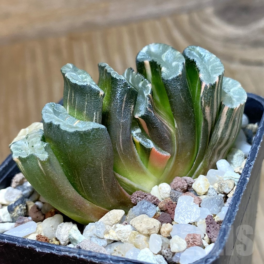 SH14742 Haworthia truncata f. variegata -Japan- - Obrázek 3
