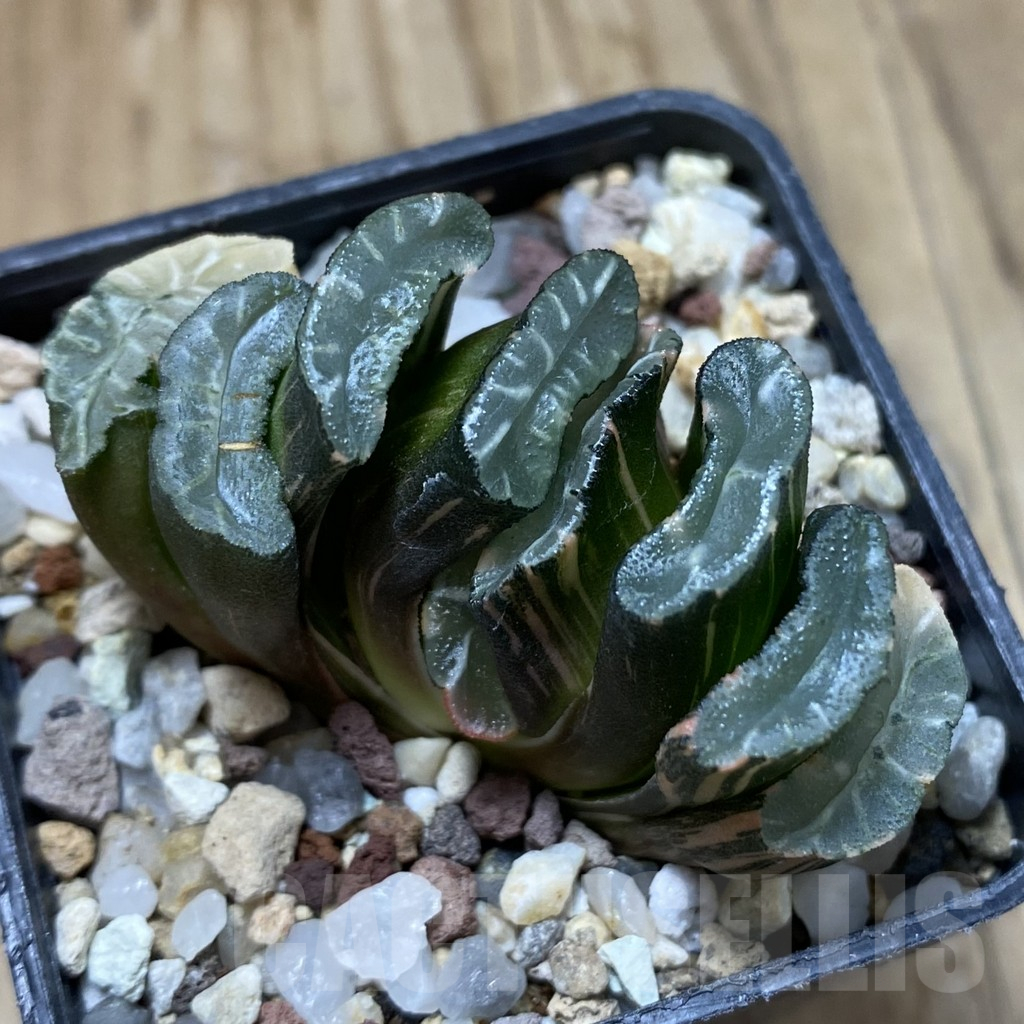 SH14742 Haworthia truncata f. variegata -Japan- - Obrázek 2