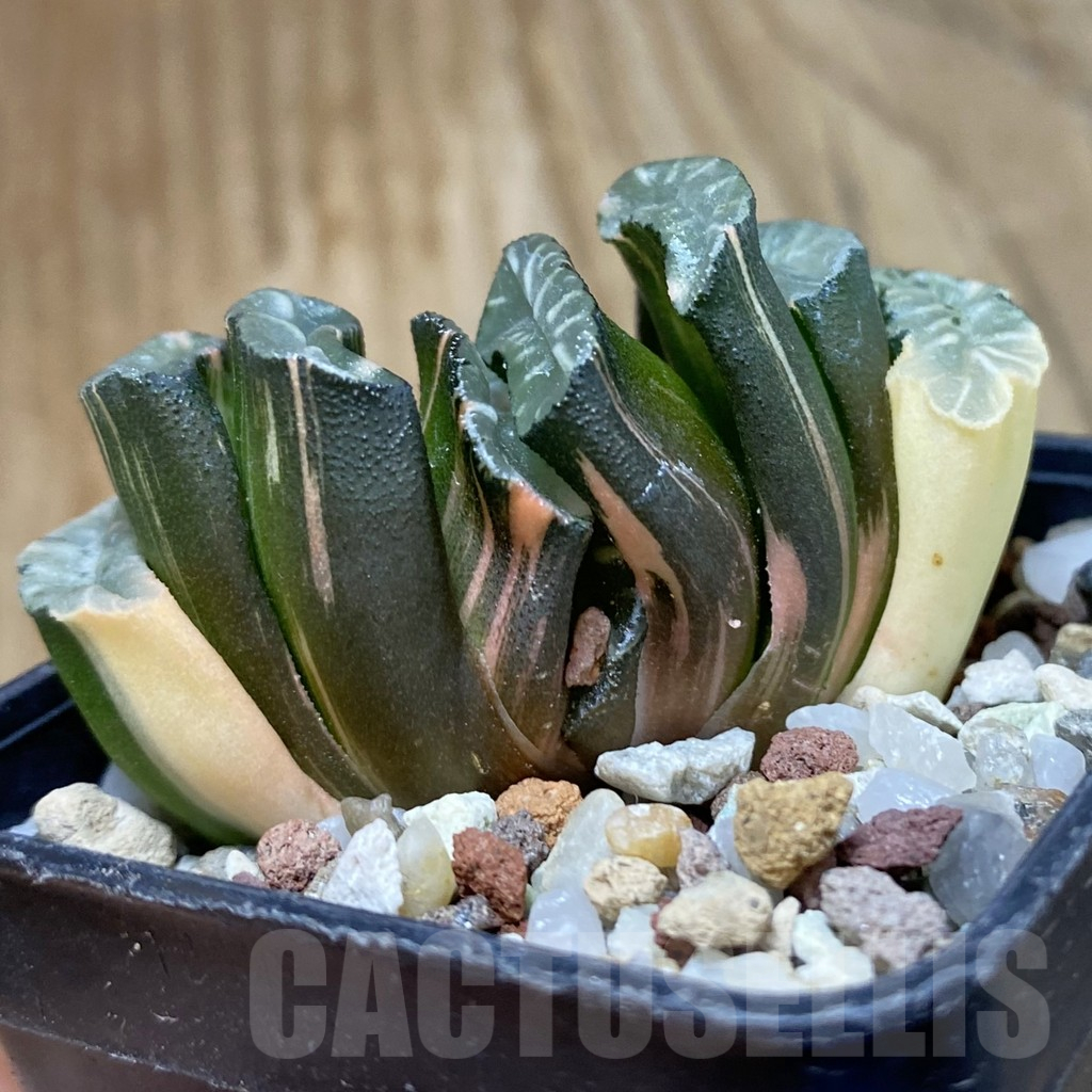SH14742 Haworthia truncata f. variegata -Japan-