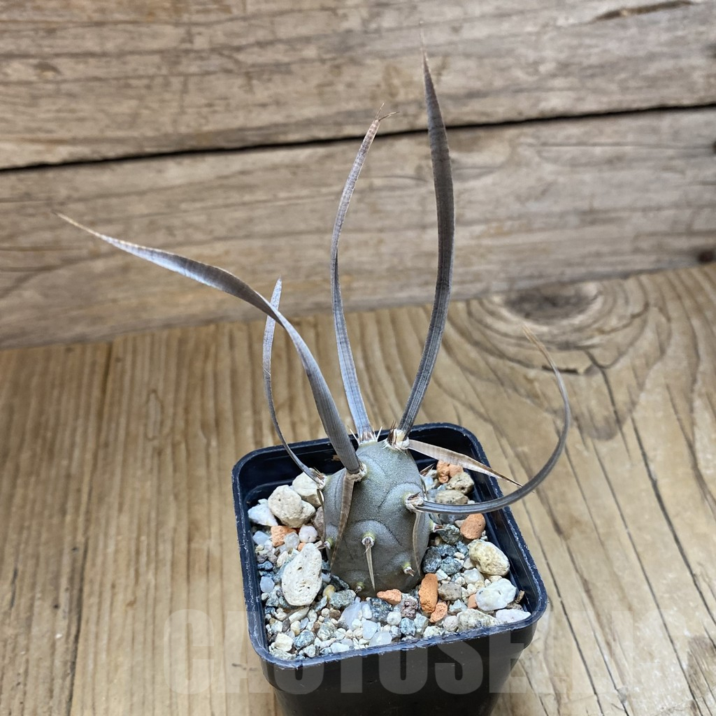 SH14809 Tephrocactus articulatus v. papyracanthus - Obrázek 2