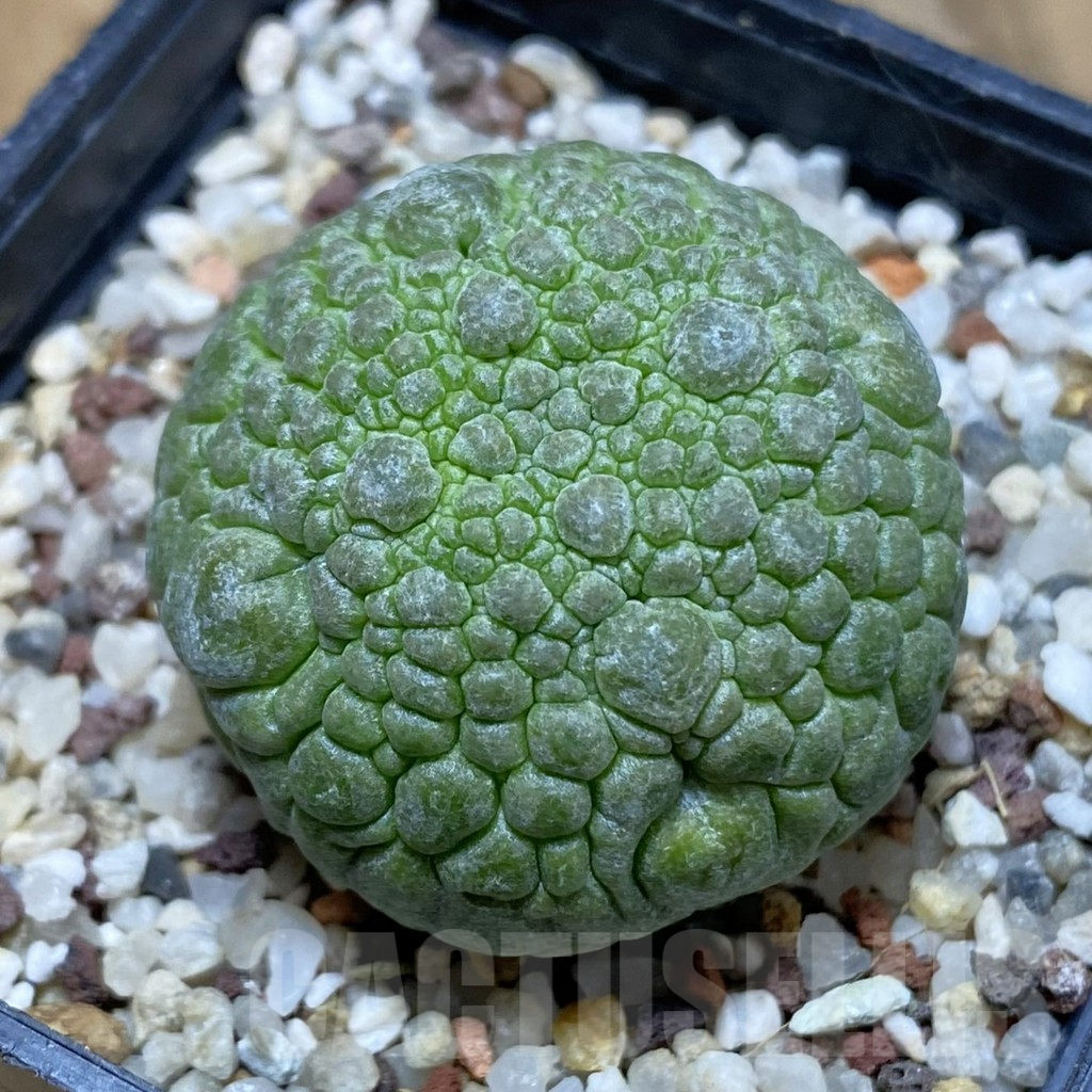 SH14778 Pseudolithos migiurtinus