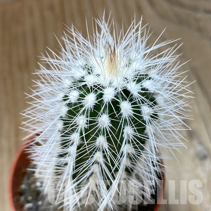 SH14814 Echinocereus baileyi v. albispinus