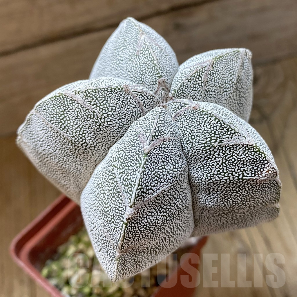 SH14815 Astrophytum myriostigma ‘Onzuka’ V-type, old 10 years