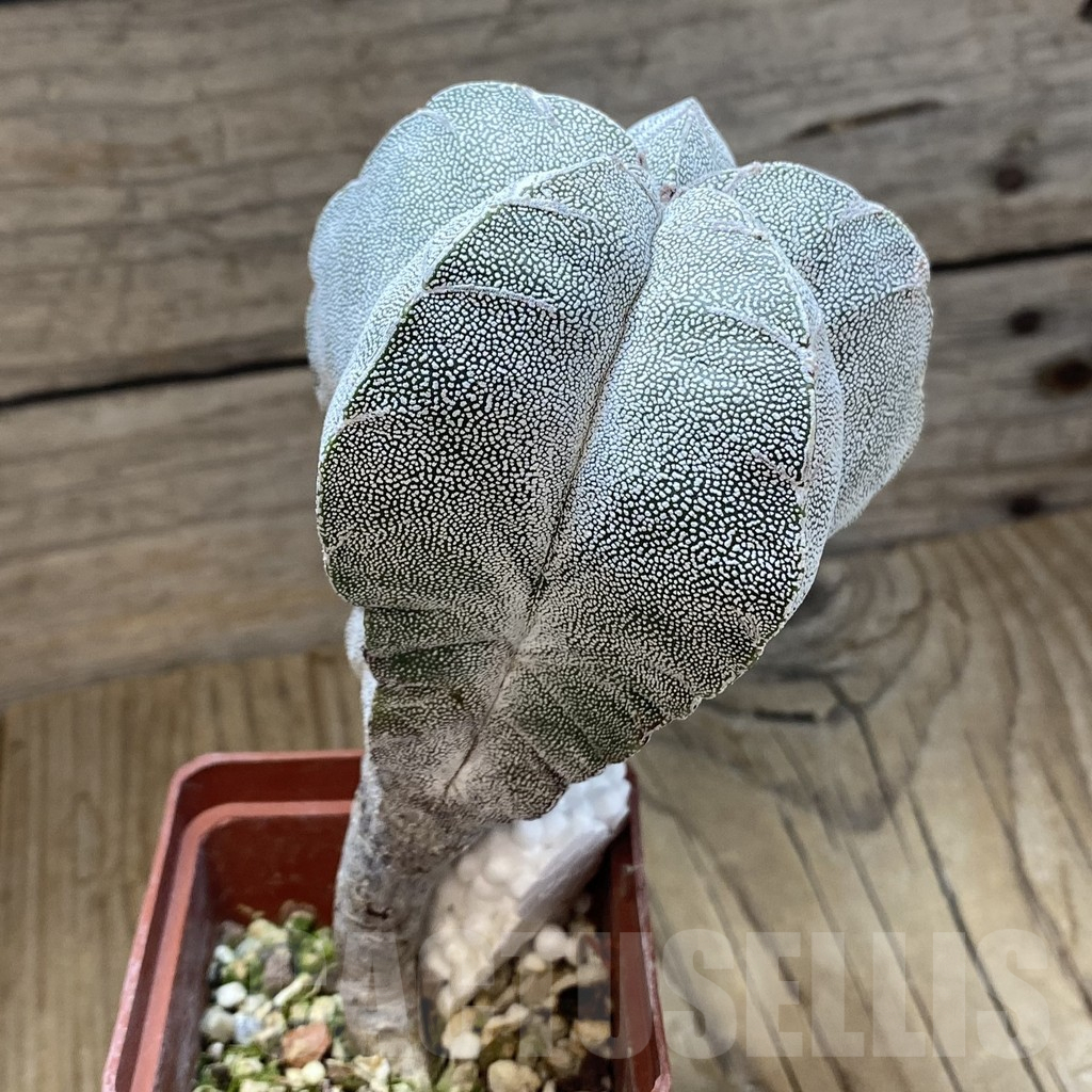 SH14815 Astrophytum myriostigma ‘Onzuka’ V-type, old 10 years - Image 2