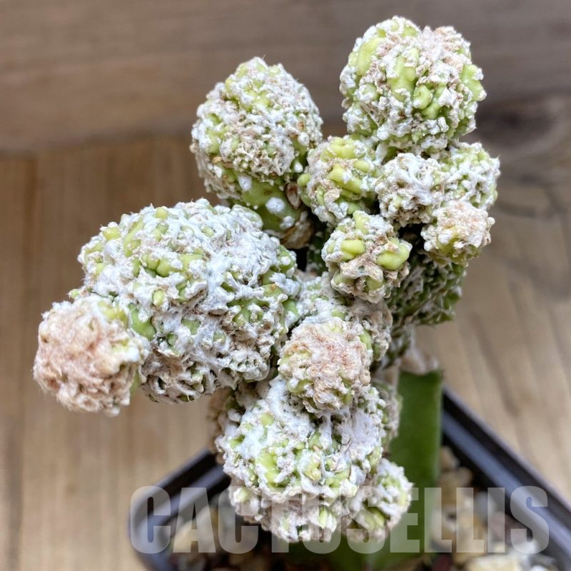 SH14816 Astrophytum myriostigma ‘Fukuryu’ , grafted